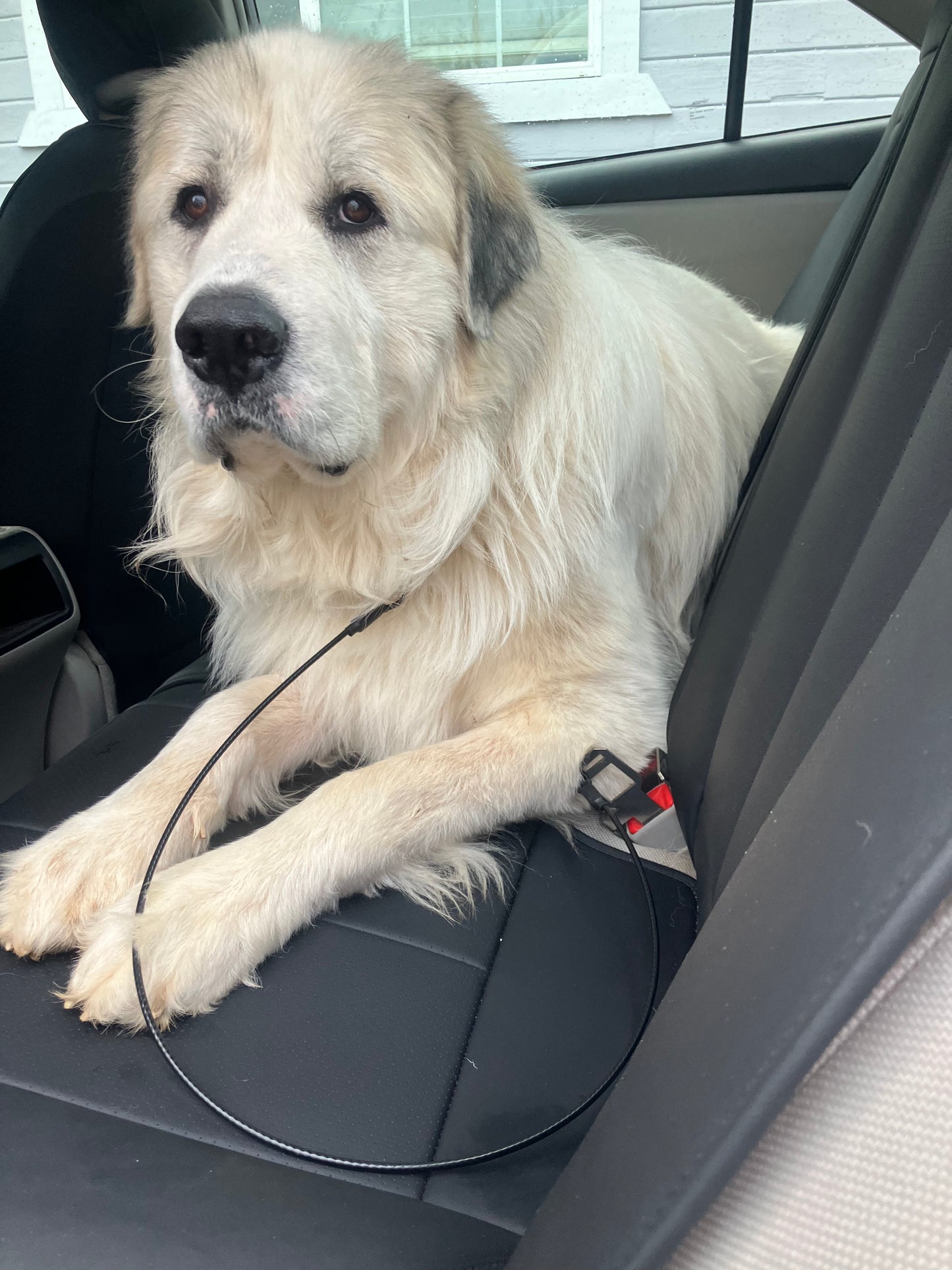 K9 Secure Ride™ – The Seat Belt Solution for Dogs
